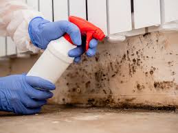 Best Basement Mold Removal  in Eureka, MO